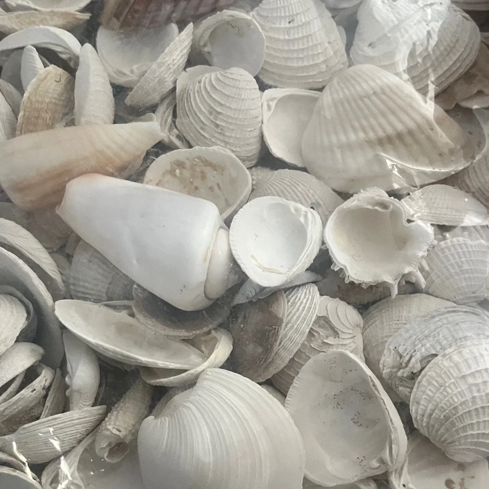 Beautiful Assorted Seashells Collection from Florida #25